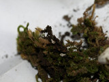 Rimbachia bryophila image