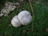 Clitopilus prunulus image