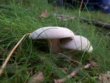 Clitopilus prunulus image