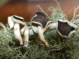 Helvella compressa image