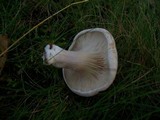 Clitopilus prunulus image