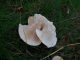Clitopilus prunulus image
