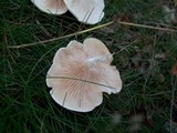 Clitopilus prunulus image