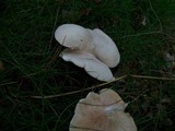 Clitopilus prunulus image