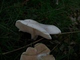 Clitopilus prunulus image