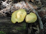 Gymnopilus luteus image