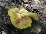 Gymnopilus luteus image