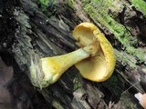 Gymnopilus luteus image