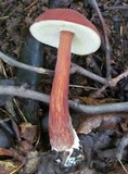 Austroboletus gracilis var. gracilis image