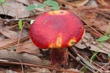 Boletus frostii image