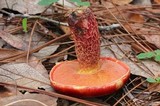 Boletus frostii image