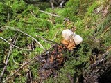 Hydnellum aurantiacum image