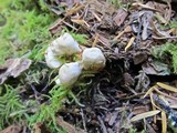 Hydnellum aurantiacum image