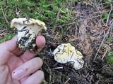 Cantharellus subalbidus image