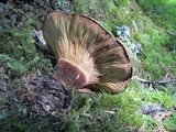 Tapinella atrotomentosa image