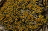 Xanthoria weberi image