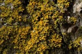 Xanthoria weberi image