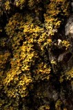 Xanthoria weberi image