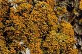 Xanthoria weberi image