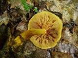 Gymnopilus luteus image