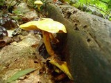 Gymnopilus luteus image