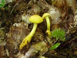 Gymnopilus luteus image