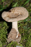 Amanita pseudovolvata image