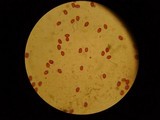Gymnopilus luteus image