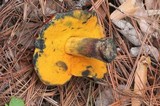 Rubroboletus dupainii image