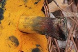 Rubroboletus dupainii image