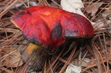 Rubroboletus dupainii image