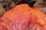 Rubroboletus dupainii image