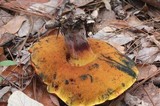 Rubroboletus dupainii image