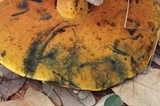 Rubroboletus dupainii image