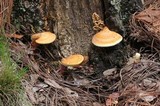 Ganoderma meredithiae image