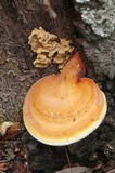 Ganoderma meredithiae image