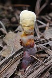 Ganoderma meredithiae image