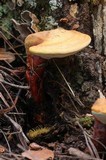 Ganoderma meredithiae image