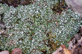 Cladonia apodocarpa image