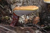 Ganoderma meredithiae image