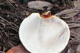 Ganoderma meredithiae image