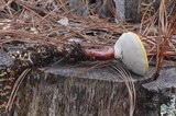 Ganoderma meredithiae image