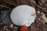 Ganoderma meredithiae image