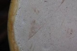 Ganoderma meredithiae image