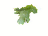 Cladonia apodocarpa image