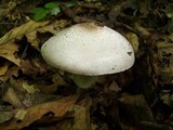 Agaricus placomyces image
