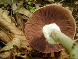 Agaricus placomyces image