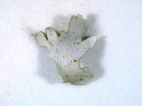Cladonia apodocarpa image