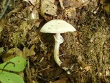 Agaricus placomyces image
