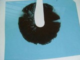 Agaricus placomyces image